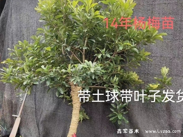 种植杨梅树需要注意什么?