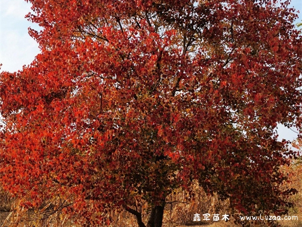 乌桕树几月份发芽?