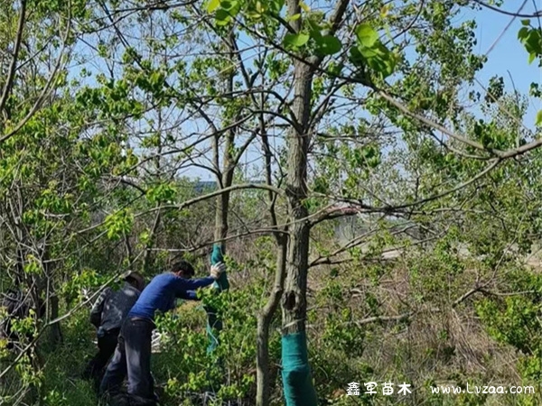 乌桕树的生长特性