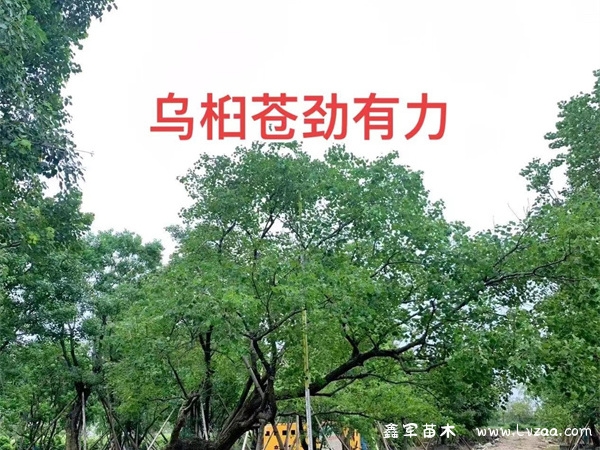 乌桕盆景怎么养?