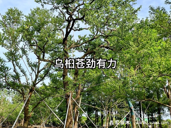 乌桕盆景养殖方法及注意事项