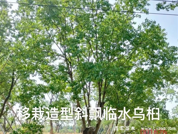 乌桕花什么时候开?