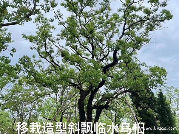 乌桕的种植方法和养护技巧