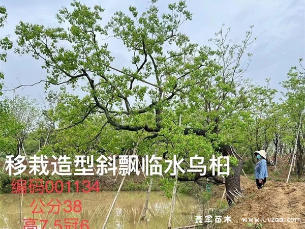 乌桕的种植方法和养护技巧