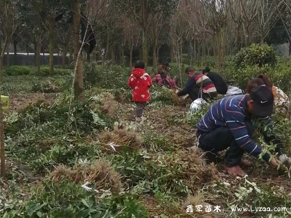 金丝桃怎么繁殖?