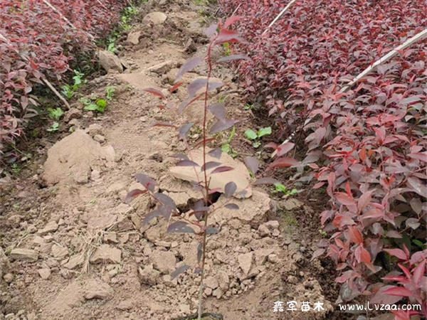 红叶李什么时候开花?