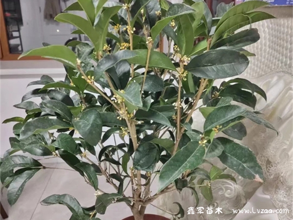 桂花苗好养活吗?