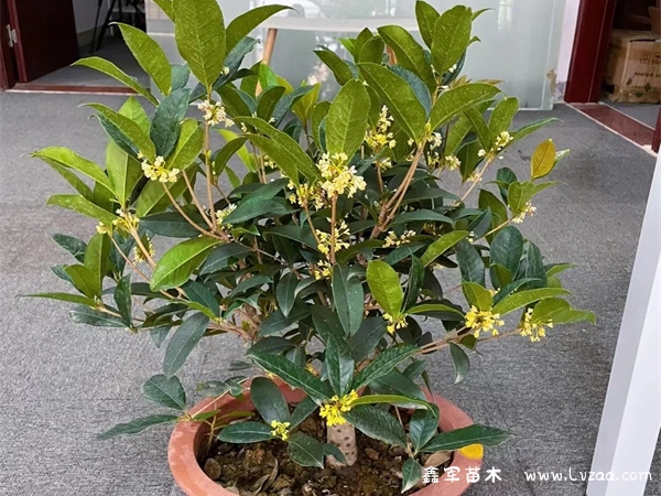 桂花苗多久开花?