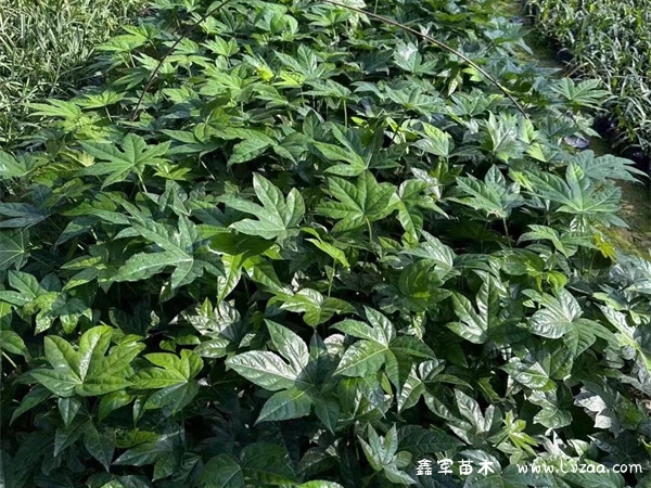 八角金盘属于什么植物?