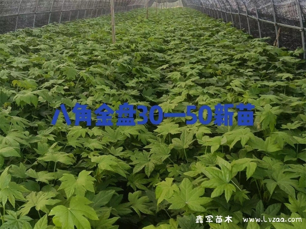 八角金盘是什么植物?