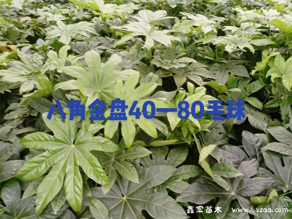 八角金盘是什么植物?