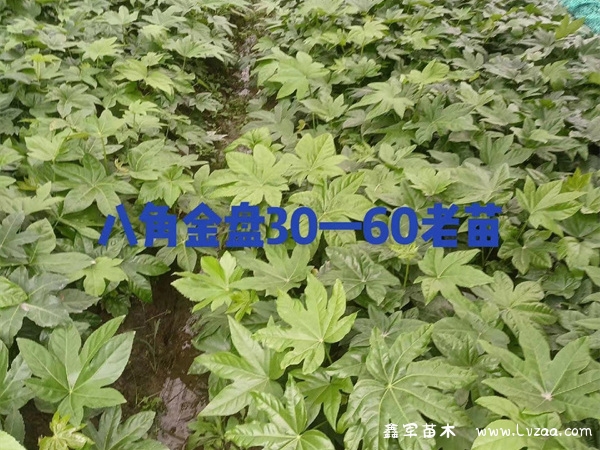 八角金盘是什么植物?