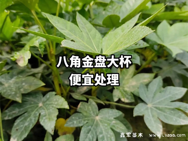 八角金盘是灌木吗?