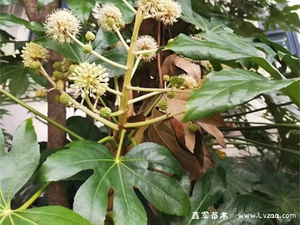 八角金盘是单子叶植物吗?