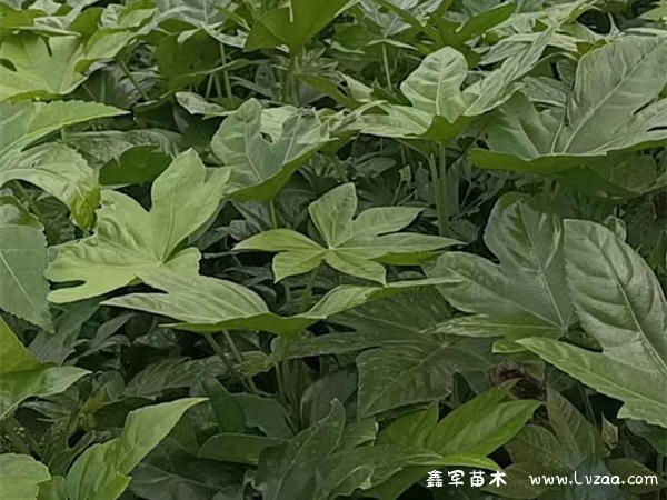 八角金盘是单子叶植物吗?