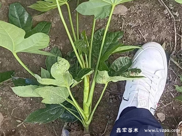 八角金盘什么时候种植最好?