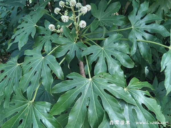 八角金盘什么时候种植最好?