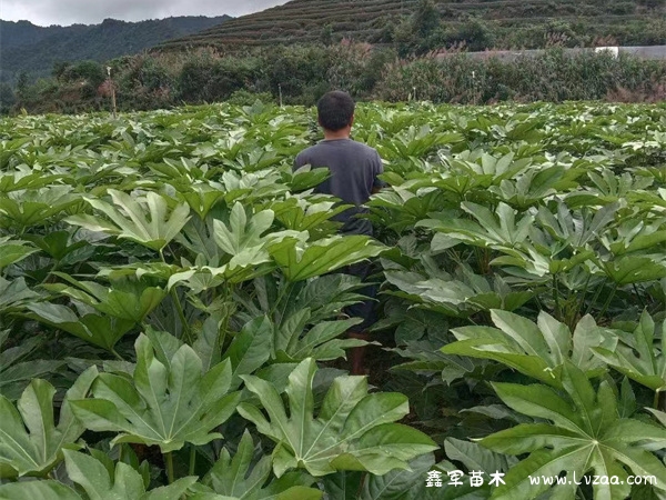 八角金盘的生长环境