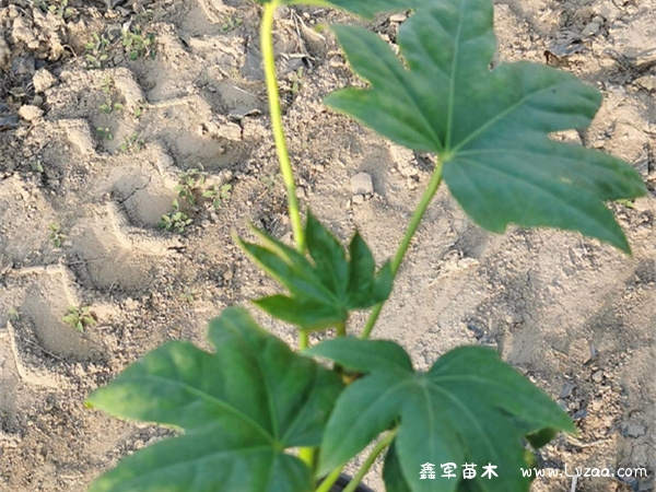 八角金盘什么时候开花?