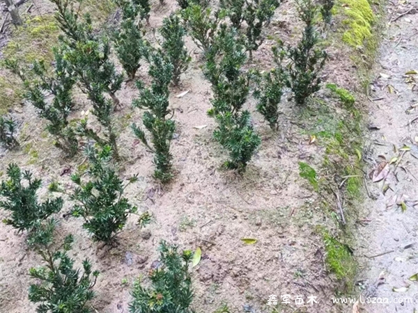 米叶罗汉松盆景