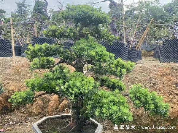 罗汉松是二级保护植物吗?