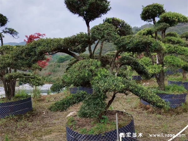 罗汉松是几级保护植物?