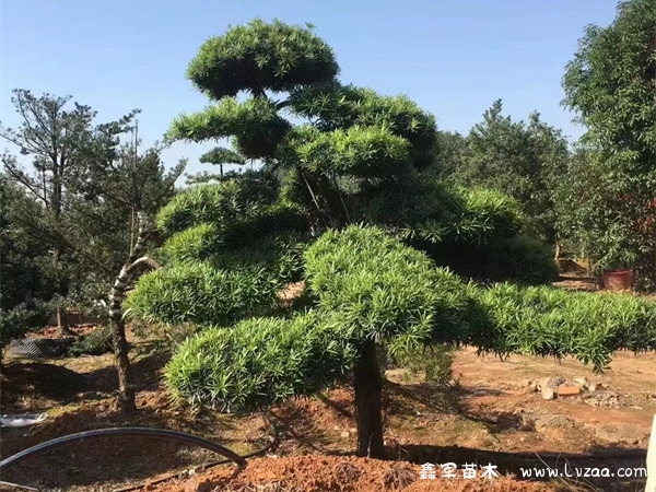 罗汉松是国家保护植物吗?