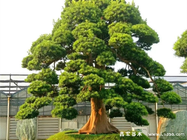 罗汉松是国家保护植物吗?