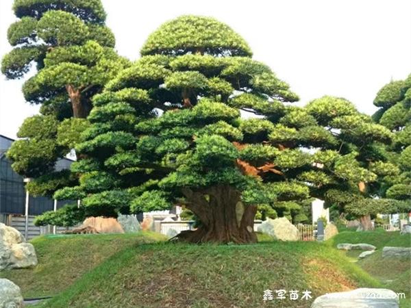 罗汉松是风水树吗?