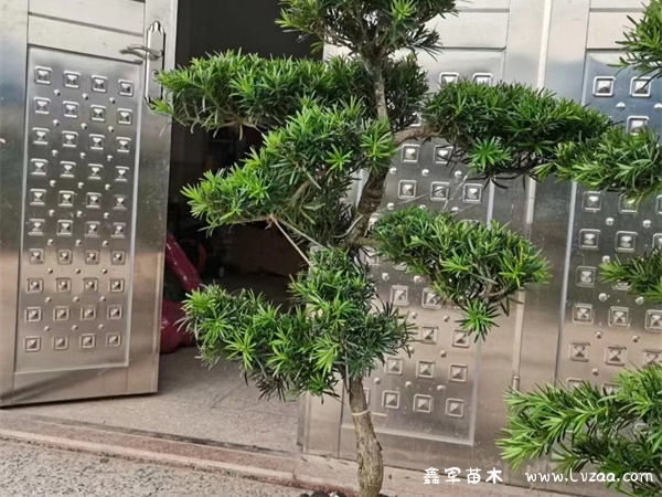 罗汉松盆景造型样式