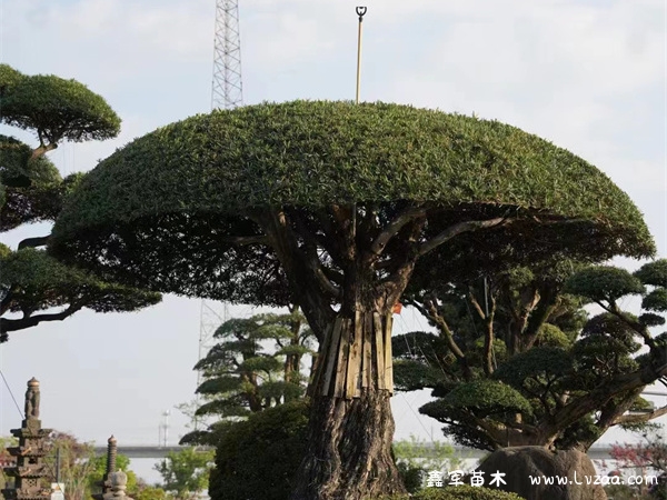 罗汉松缺水干枯的急救?