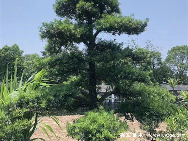 罗汉松盆景怎样造型?