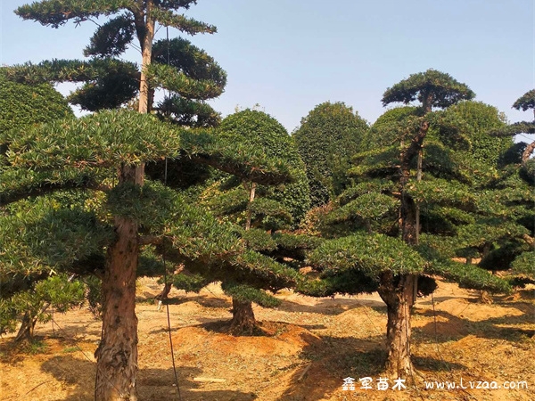 罗汉松老桩头靠接技术