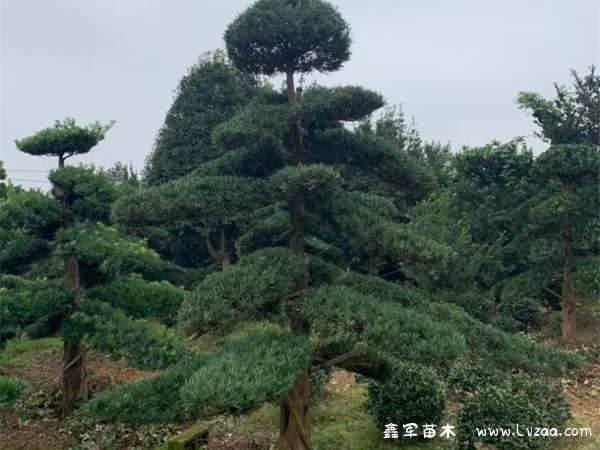 罗汉松老桩头靠接技术