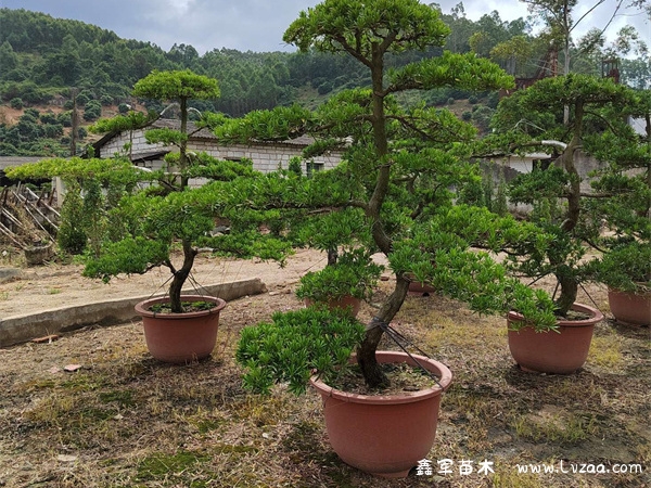 罗汉松截主干能活吗？