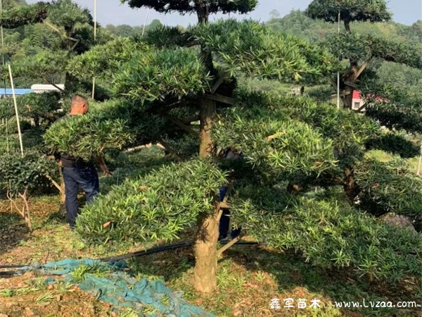 罗汉松开花兆头是什么呢？