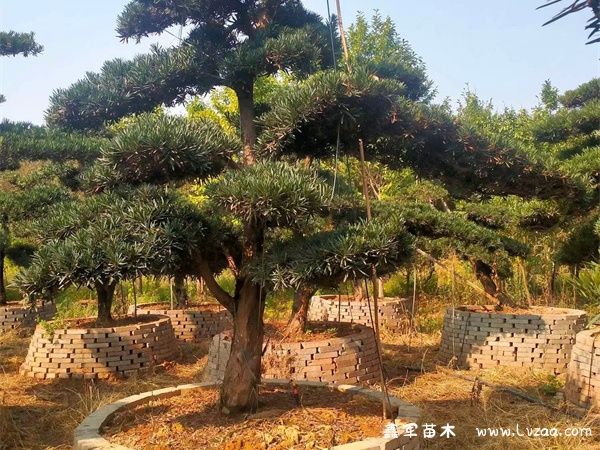 罗汉松开花兆头是什么呢？