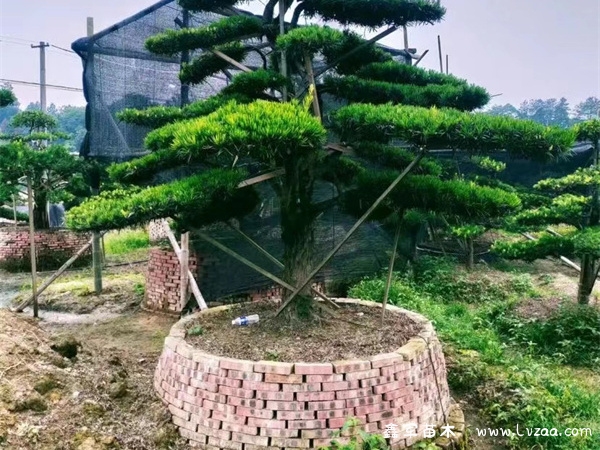 罗汉松开花后需要怎么处理?