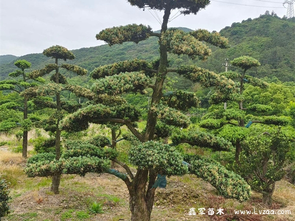 罗汉松开花后需要怎么处理?