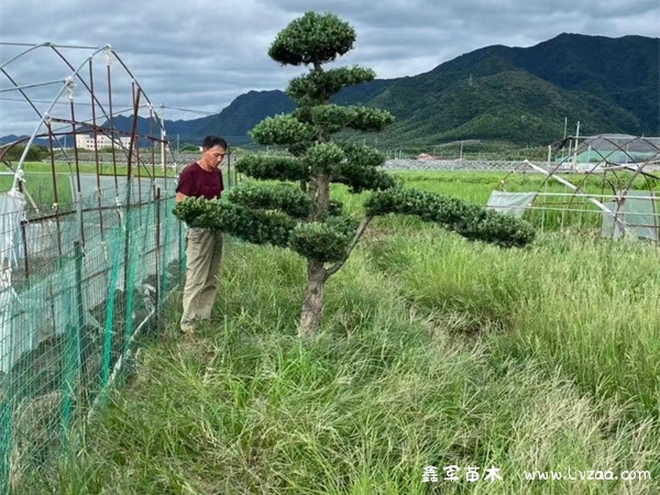 罗汉松哪种品种好？