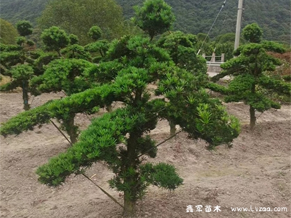 罗汉松结果好不好？