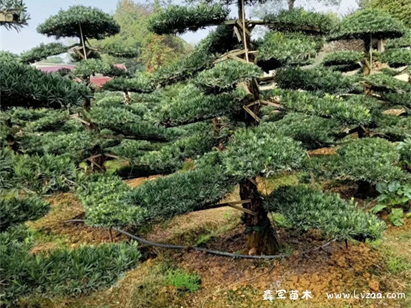 罗汉松几月份造型最好？