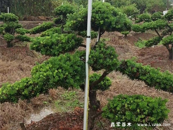 罗汉松和迎客松的区别