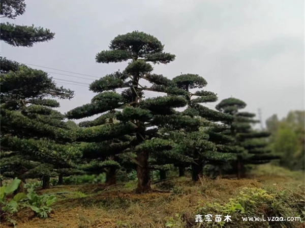 罗汉松和松柏的区别