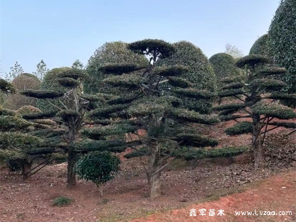 罗汉松风水学和寓意