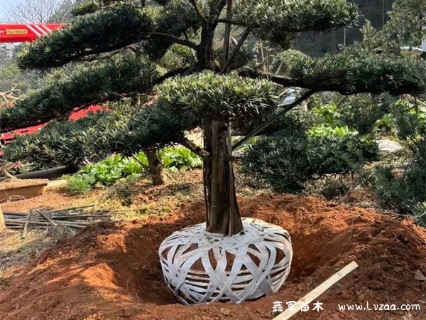 罗汉松放在大门两侧好吗? 罗汉松放在大门两侧好吗?