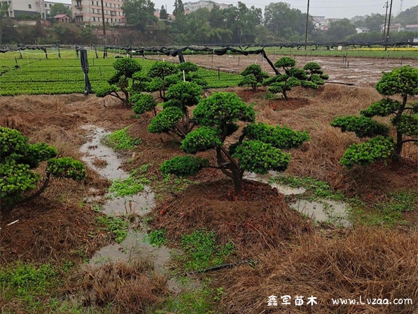 罗汉松顶部怎么造型？