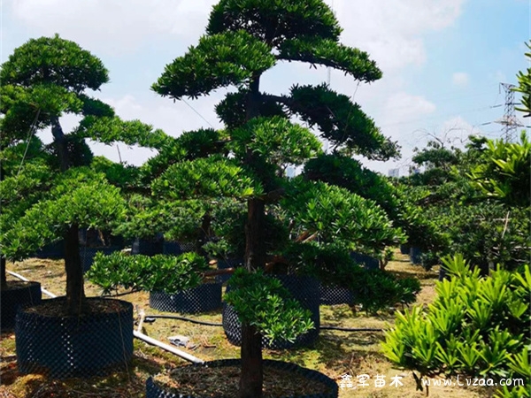 罗汉松的简介和寓意