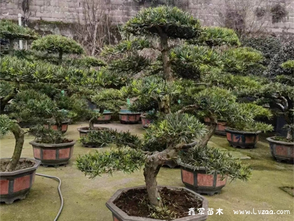 罗汉松地景树造型技巧