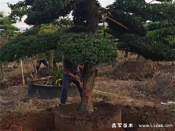 罗汉松常用造型手法？